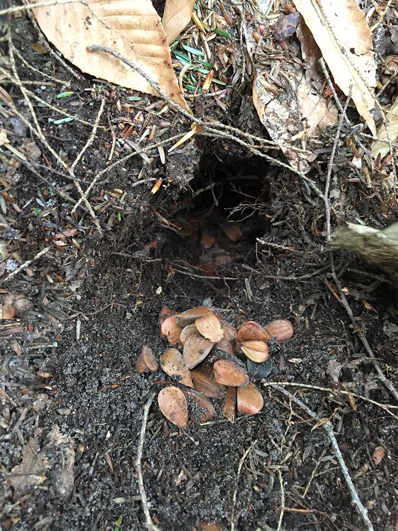 Beech nut cache found in the forest, showcasing small mammal food hoarding and its ecological importance.